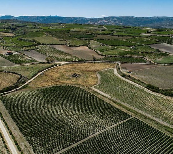 DJI 0043 bassa 600x533